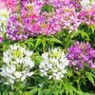 Cleome seeds Cleome seeds