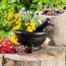 Collections of medicinal plants Collections of medicinal plants