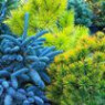 Coniferous seeds Coniferous seeds
