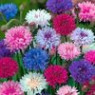 Cornflower seeds Cornflower seeds