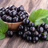 Currant seeds Currant seeds