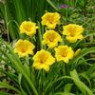 Daylily seeds Daylily seeds