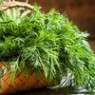 Dill seeds Dill seeds
