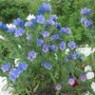 Echium seeds Echium seeds