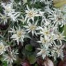 Edelweiss seeds Edelweiss seeds