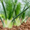 Vegetable Seeds