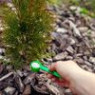 Fertilizers for conifers Fertilizers for conifers