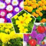 Flower seed sets Flower seed sets