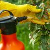 Pesticides