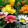 Gazania seeds Gazania seeds