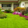 Lawn grass seeds Lawn grass seeds