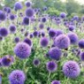Glandular seeds Glandular seeds
