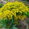 Goldenrod seeds Goldenrod seeds