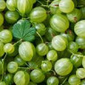 Gooseberry seeds Gooseberry seeds