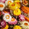 Helichrysum seeds Helichrysum seeds