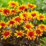 Heliopsis seeds Heliopsis seeds