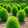 Kochia seeds Kochia seeds