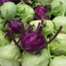 Cabbage kohlrabi seeds Cabbage kohlrabi seeds