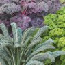 Kale seeds Kale seeds