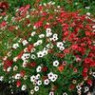 Linum grandiflorum seeds Linum grandiflorum seeds