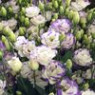 Eustoma seeds Eustoma seeds