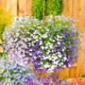Lobelia seeds Lobelia seeds