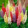 Lupine seeds Lupine seeds