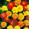 Marigold seeds Marigold seeds