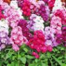 Stock (matthiola) seeds Stock (matthiola) seeds