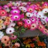 Mesembryanthemum seeds Mesembryanthemum seeds