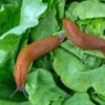 Molluscicides Molluscicides