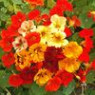 Nasturtium seeds Nasturtium seeds