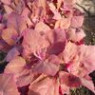 Orache seeds Orache seeds