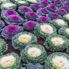 Vegetable Seeds