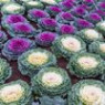Cabbage ornamental seeds Cabbage ornamental seeds