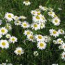 Oxeye daisies seeds Oxeye daisies seeds