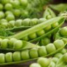 Pea seeds Pea seeds