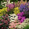 Flower seeds