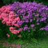 Phlox seeds Phlox seeds