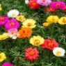 Portulaca seeds Portulaca seeds