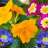 Primula seeds Primula seeds