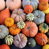 Vegetable Seeds