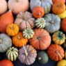 Pumpkin seeds