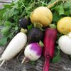 Vegetable Seeds