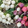 Radishes seeds Radishes seeds