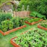 Plant rescuers Plant rescuers