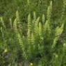 Reseda seeds Reseda seeds