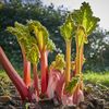 Vegetable Seeds