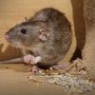 Rodenticides Rodenticides