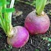 Vegetable Seeds